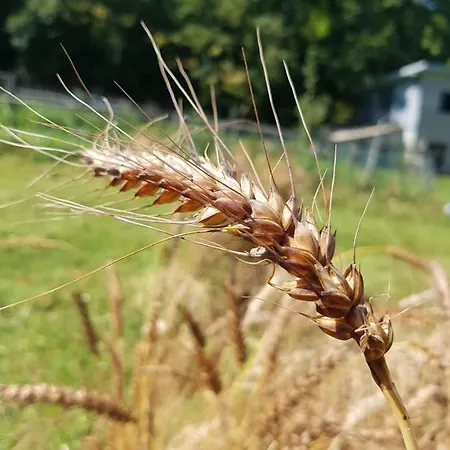 Inn Il Bruco Fiumalbo